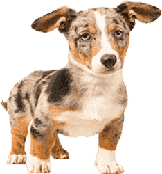 永久授权不过期的ddos攻击测试